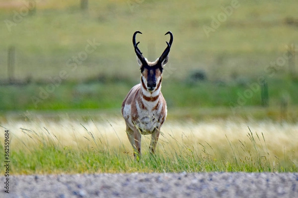 Obraz pronghorn on the prairie
