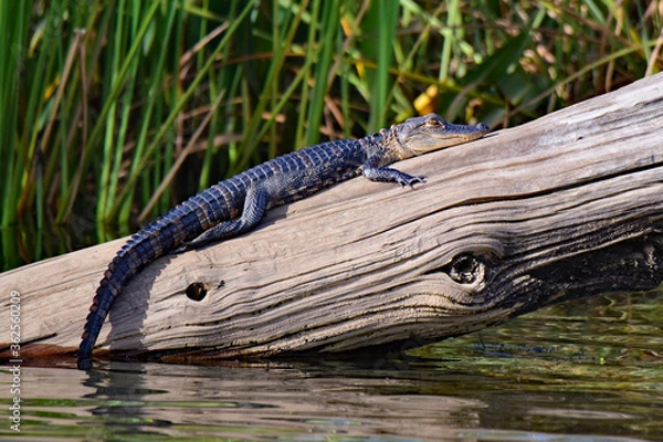 Obraz alligator on a log