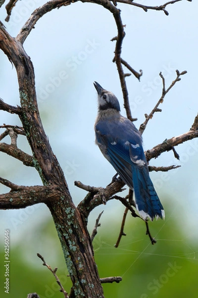 Fototapeta Blue Jay looking up.