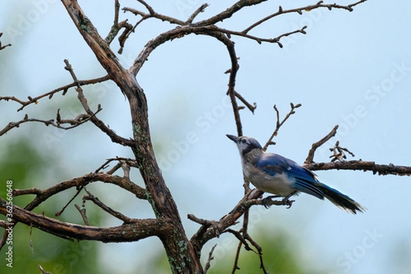 Fototapeta Blue Jay