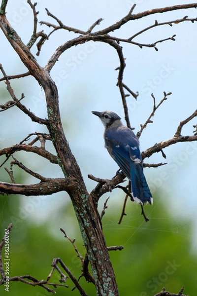 Fototapeta Blue Jay