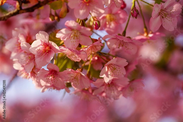 Obraz 河津桜の花のクローズアップ