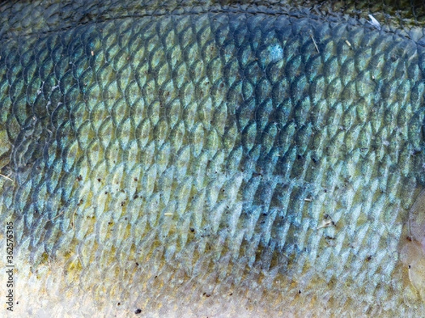 Obraz texture, colour and pattern of the scales of a fish, close up of perch