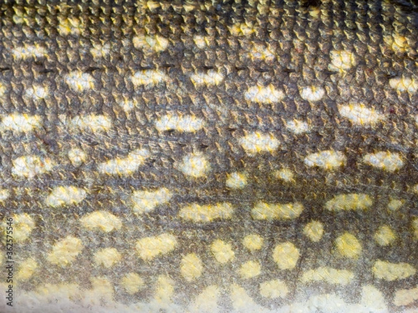 Obraz texture coloring and pattern of pike scales