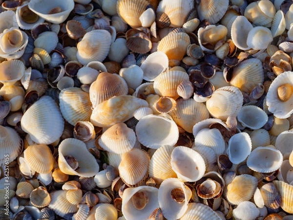Obraz sea shells background