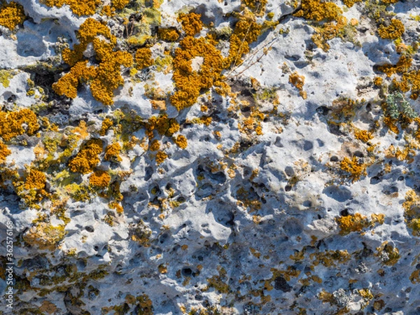 Obraz lichen on rock background