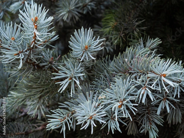 Obraz close up of blue pine needles