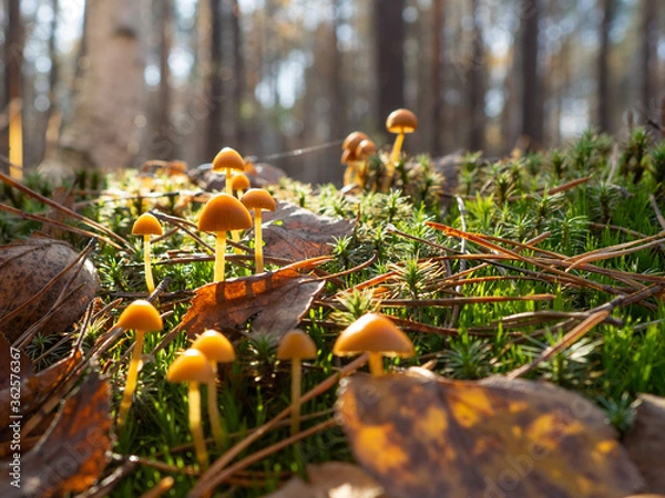 Obraz small mushrooms in the forest on moss