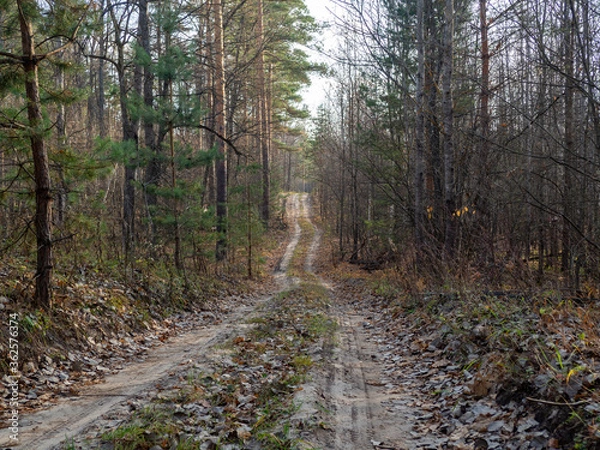 Obraz road in the forest