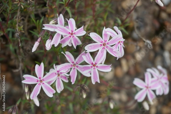 Obraz Phlox subulata Candy Stripe color