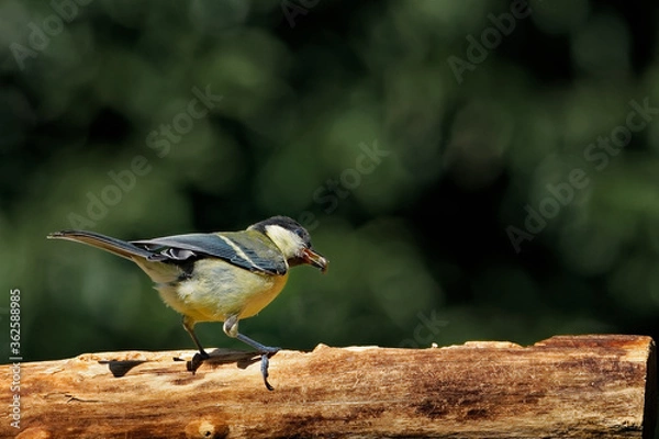 Obraz Kohlmeise am Futterplatz