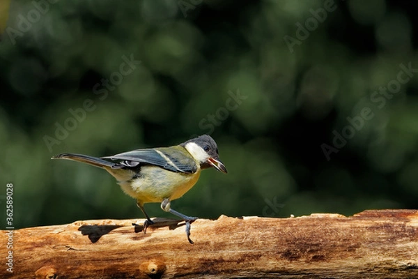 Obraz Kohlmeise am Futterplatz