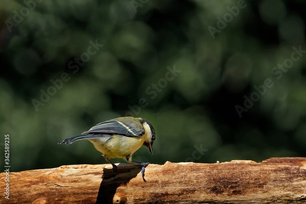 Obraz Kohlmeise am Futterplatz