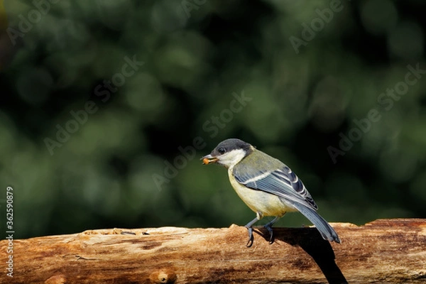 Obraz Kohlmeise am Futterplatz