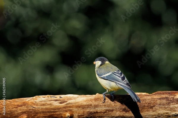 Obraz Kohlmeise am Futterplatz