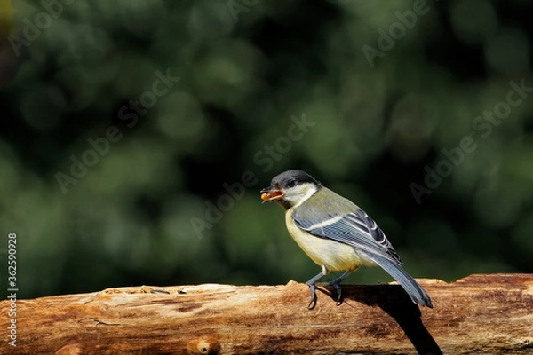 Obraz Kohlmeise am Futterplatz
