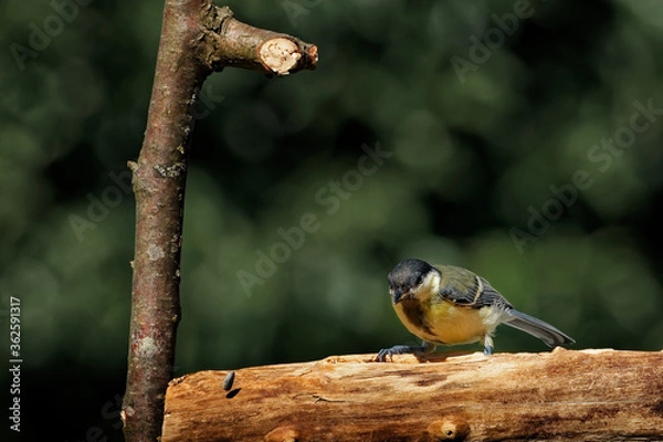 Obraz Kohlmeise am Futterplatz