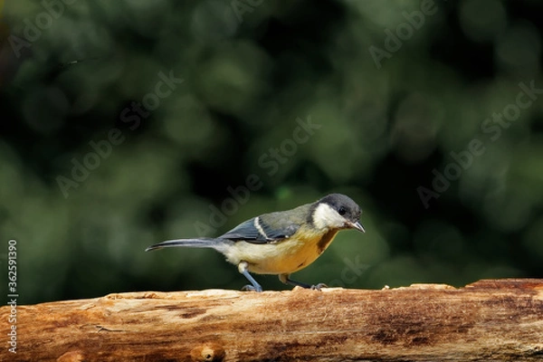 Obraz Kohlmeise am Futterplatz