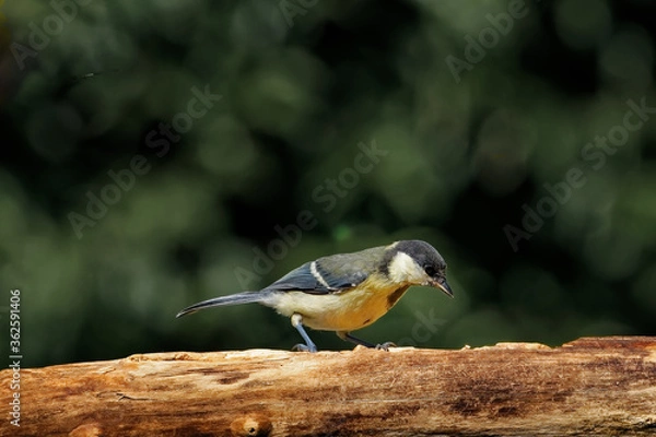 Obraz Kohlmeise am Futterplatz