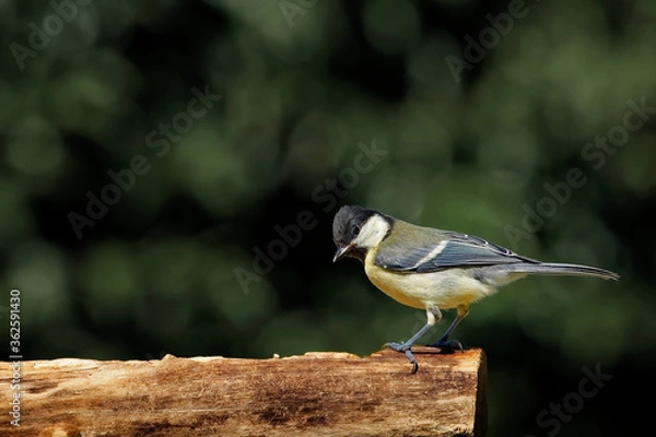 Obraz Kohlmeise am Futterplatz