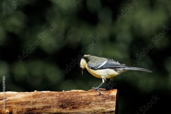 Obraz Kohlmeise am Futterplatz