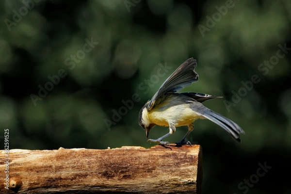 Obraz Kohlmeise am Futterplatz