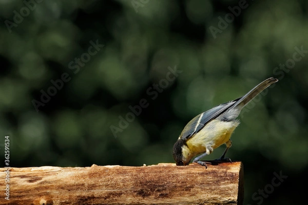 Obraz Kohlmeise am Futterplatz