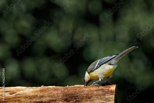 Obraz Kohlmeise am Futterplatz