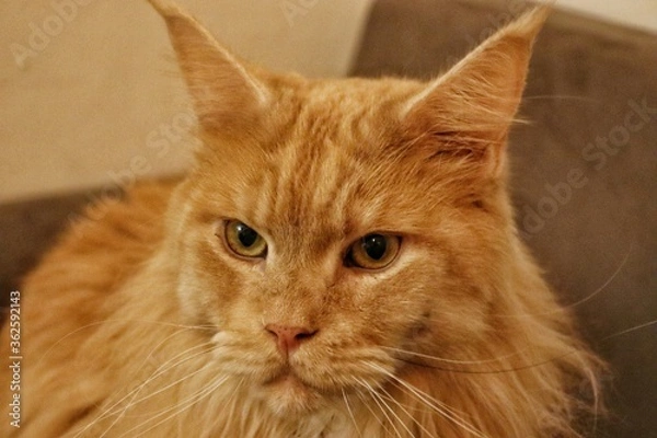 Obraz Maine coon cat