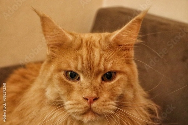 Obraz Maine coon cat