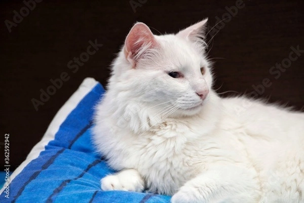 Obraz Angora cat