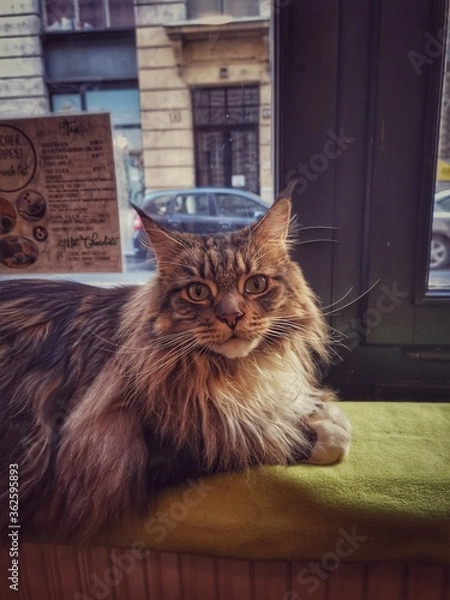 Obraz Cat at the window