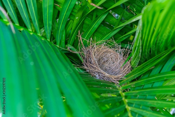 Fototapeta close up of bird nest