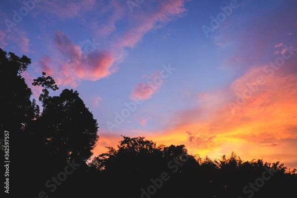Fototapeta sunset and tree in the mountains