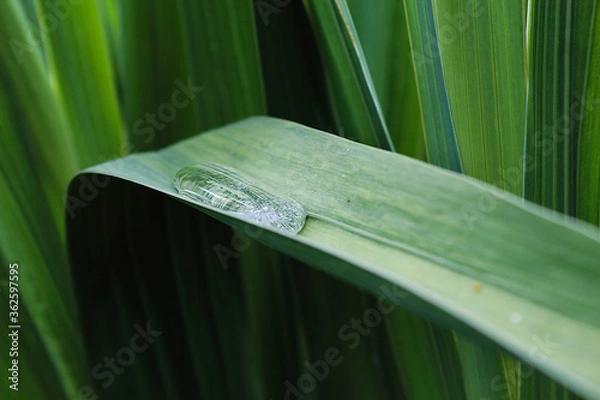 Fototapeta Blatt mit Wassertropfen