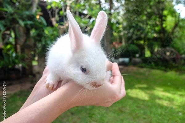 Fototapeta Rabbit in the hand