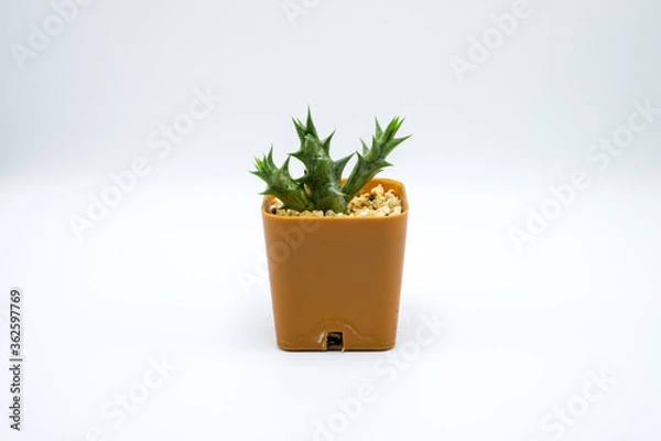 Fototapeta cactus in a pot