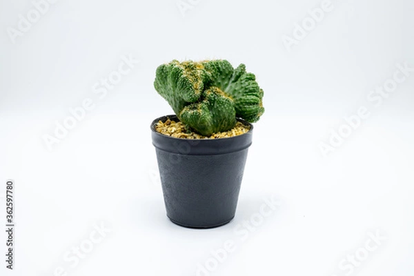 Fototapeta cactus in a pot