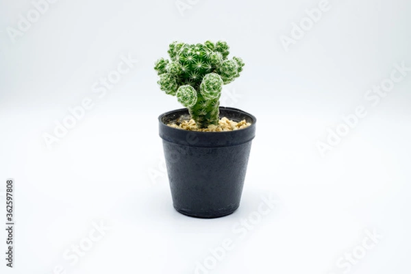 Fototapeta cactus in a pot