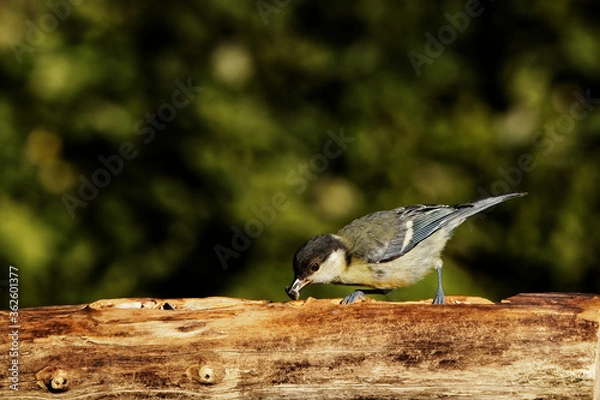 Obraz Kohlmeise am Futterplatz