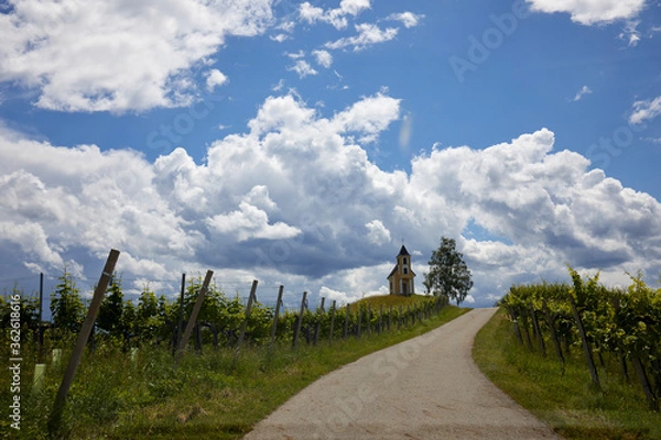Obraz vineyard dramatic cloudy sky weather