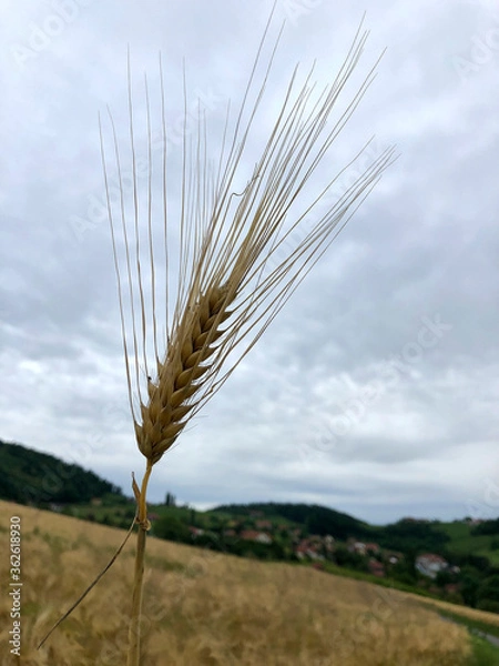 Obraz wheat corn grain ripe macro