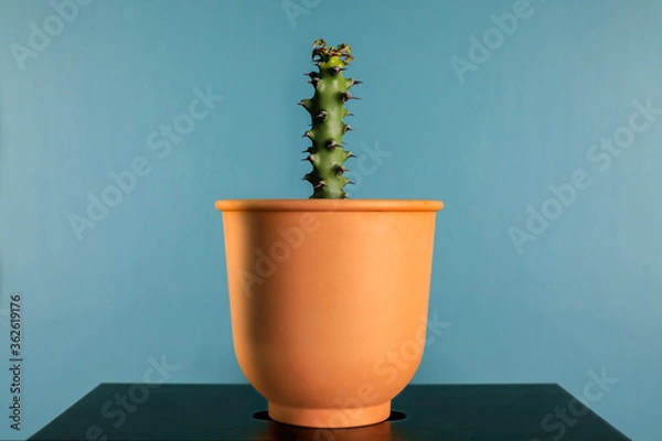 Obraz cactus in clay pot