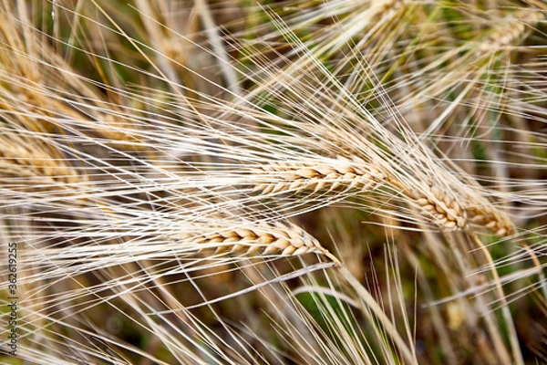 Obraz wheat corn grain ripe macro