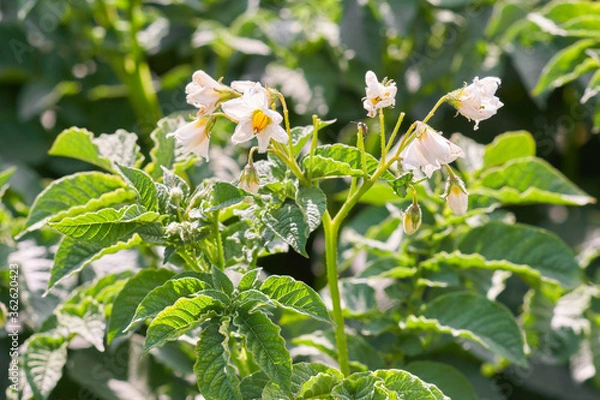 Fototapeta Cute potato plant blossoms growing in an agricultural field on a sunny day in early summer.
