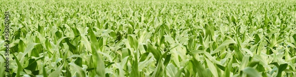 Fototapeta Panoramic view of a green young corn field in an agricultural rural area in early summer.