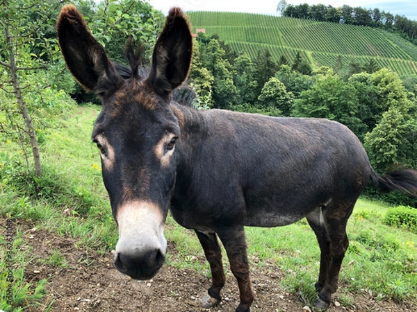 Obraz donkey portrait head ears funny