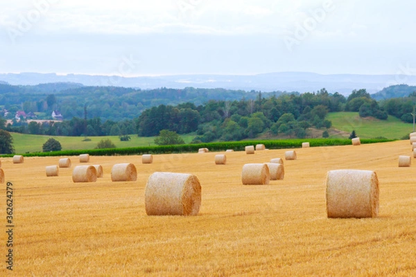 Fototapeta Round bales of straw on farmland a cloudy sky. Mowed field after harvesting wheat.
