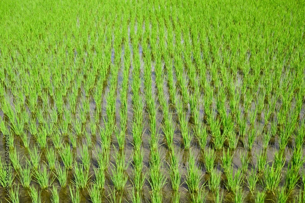 Obraz 田植え後の水田　並んだ稲