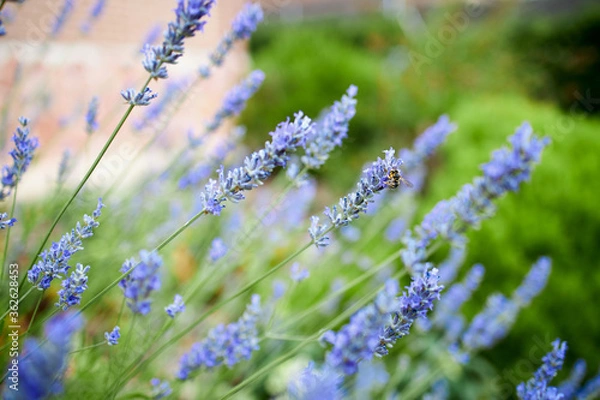 Fototapeta Bee on a lavender